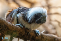 Tamarin à crête blanche