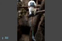 Tamarin à crête blanche