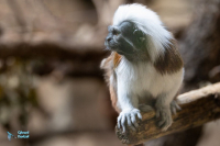 Tamarin à crête blanche