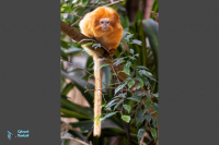 Tamarin-lion doré