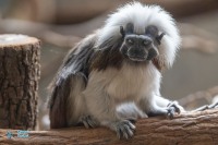 Tamarin à crête blanche