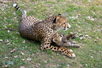 Guépard