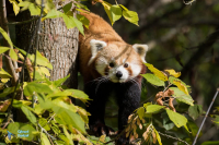 Panda roux
