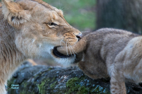 Lionne et jeunes nés en 2020
