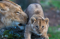 Lionne et jeunes nés en 2020