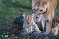 Lionne et jeunes nés en 2020