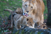 Lionne et jeunes nés en 2020