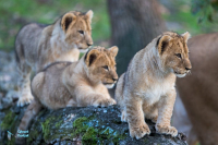 Lionne et jeunes nés en 2020