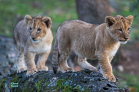 Lionne et jeunes nés en 2020