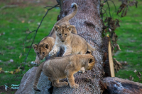 Lionne et jeunes nés en 2020