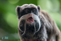 Tamarin empereur