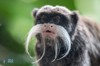 Tamarin empereur