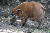 Potamochère