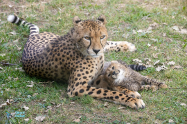 Guépard