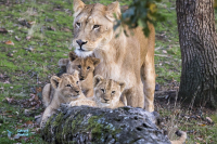 Lionne et jeunes nés en 2020