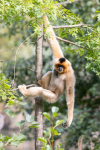 Gibbon à favoris roux