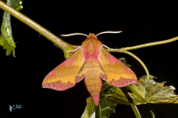 Sphinx de la vigne (petit)-