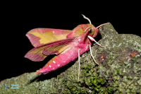 Sphinx de la vigne (petit)-