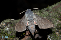 Sphinx chauve souris-
