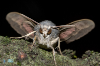 Sphinx chauve-souris.