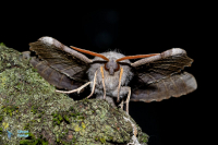 Sphinx du peuplier-