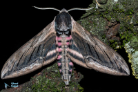 Sphinx du liseron-