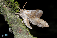 Sphinx du peuplier-