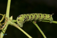 Sphinx de la vigne (grand)