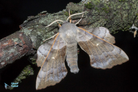 Sphinx du peuplier-