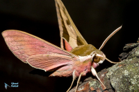 Sphinx de l'Euphorbe-