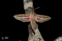 Sphinx phoenix-