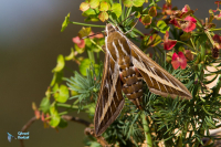 Sphinx livournien-