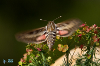 Sphinx livournien-