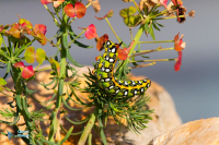 Sphinx de l'Euphorbe-