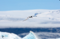 Sterne arctique