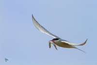 Sterne arctique