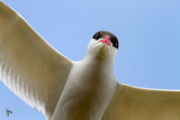 Sterne arctique