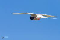 Sterne arctique
