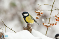Mésange charbonnière