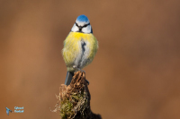 Mésange bleue