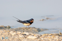 Hirondelle rustique
