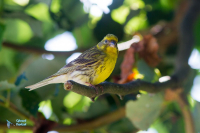 Serin cini