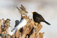 Merle noir. Moineau domestique