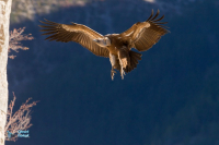 Vautour fauve