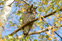 Hibou moyen-duc