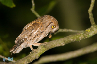 Petit duc scops