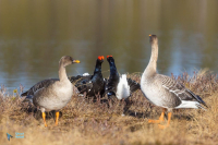 Tétras lyre et oie des moissons