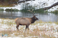 Wapiti