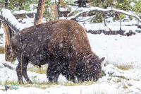 Bison d'Amérique