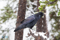 Grand Corbeau